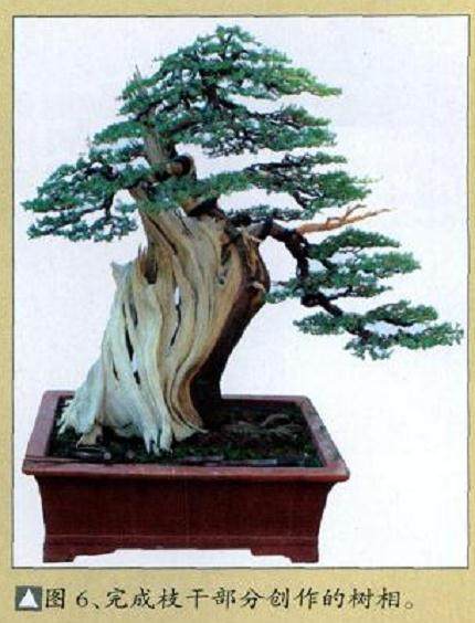 图解 舍利干盆景怎么制作的10个过程