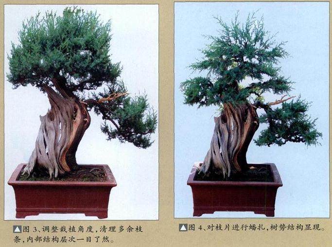 图解 舍利干盆景怎么制作的10个过程