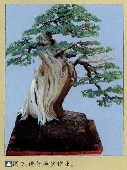 图解 舍利干盆景怎么制作的10个过程