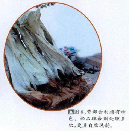 图解 舍利干盆景怎么制作的10个过程