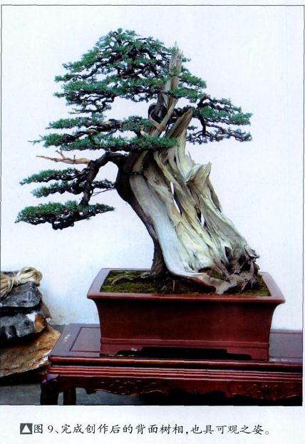 图解 舍利干盆景怎么制作的10个过程