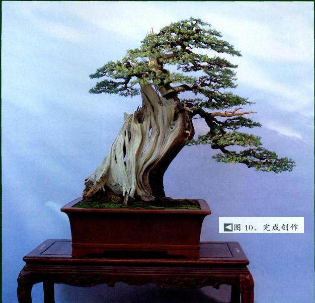 图解 舍利干盆景怎么制作的10个过程