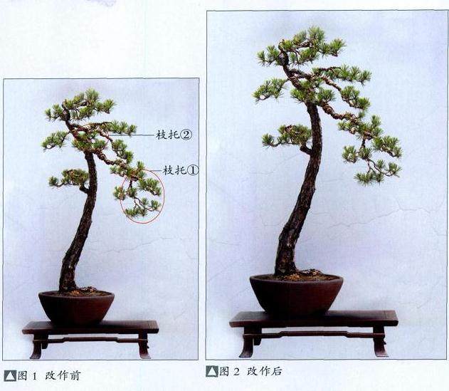 图解 如何制作一盆双干黑松盆景