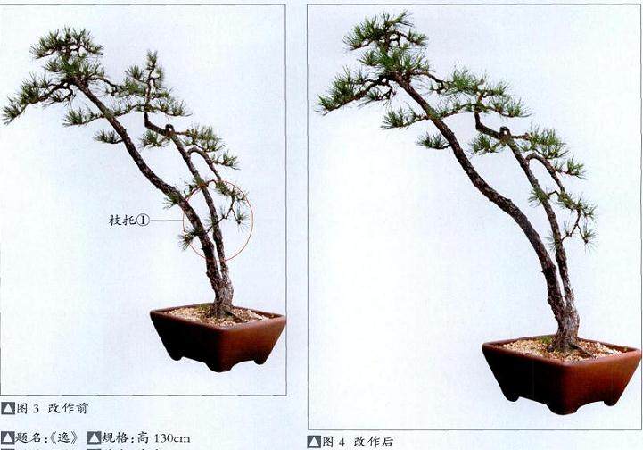 图解 如何制作一盆双干黑松盆景