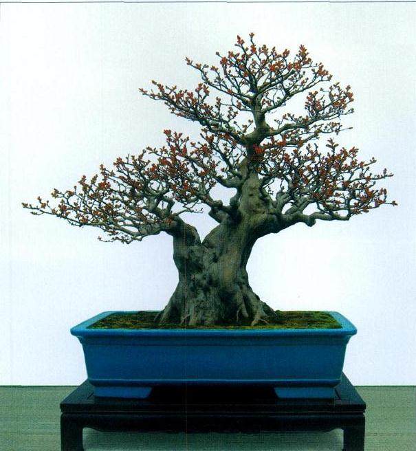 也谈杂木盆景的枝托造型