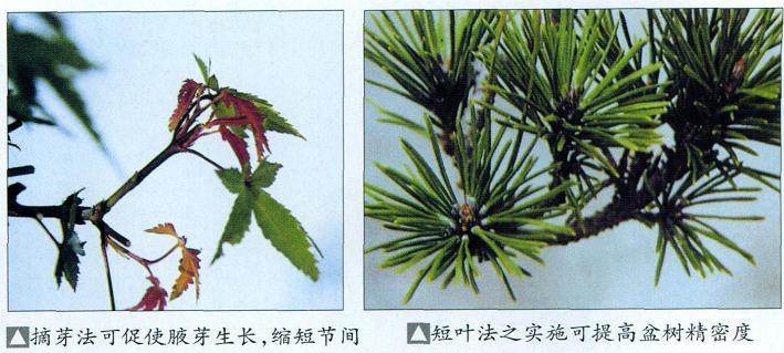 图解 如何给盆景发芽后怎么整形与矮化