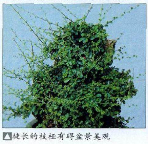 图解 如何给盆景发芽后怎么整形与矮化