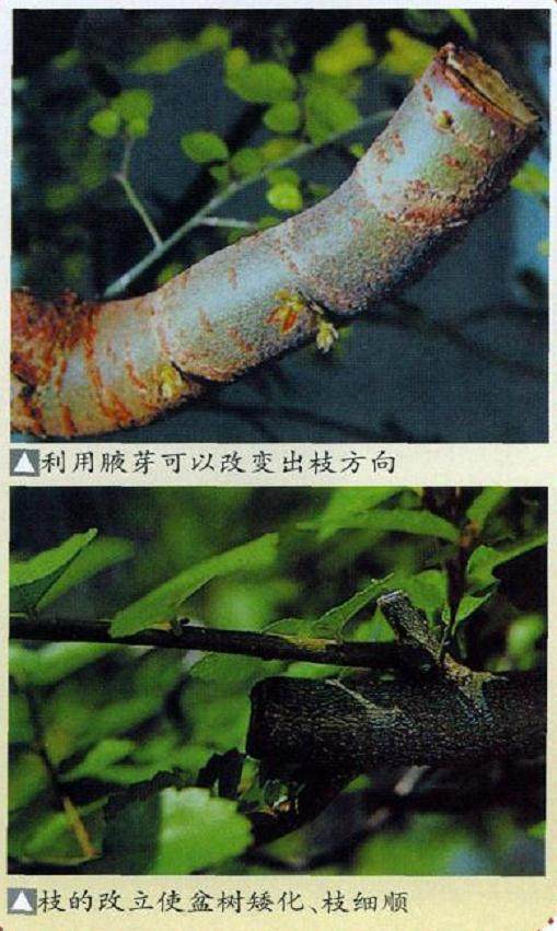 图解 如何给盆景发芽后怎么整形与矮化