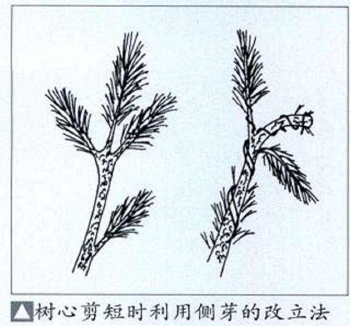 图解 如何给盆景发芽后怎么整形与矮化