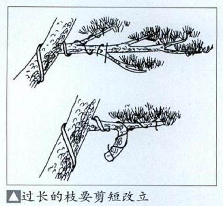图解 如何给盆景发芽后怎么整形与矮化
