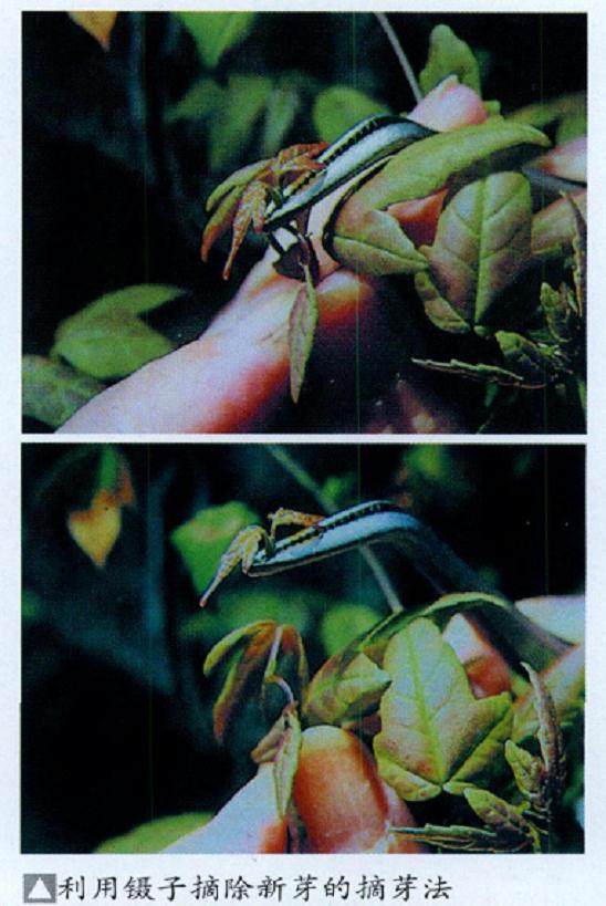 图解 如何给盆景发芽后怎么整形与矮化