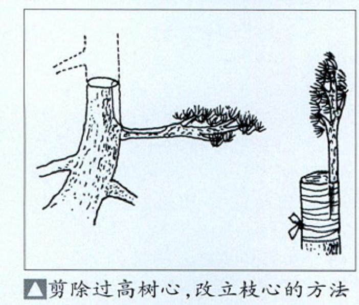 图解 如何给盆景发芽后怎么整形与矮化