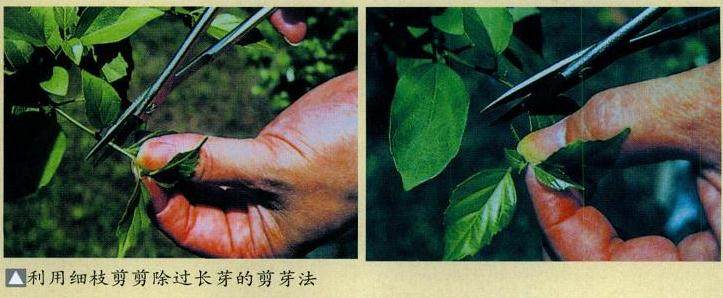 图解 如何给盆景发芽后怎么整形与矮化