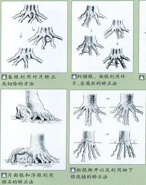 图解 如何给盆景发芽后怎么整形与矮化
