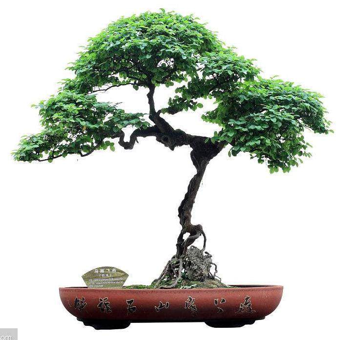 矮化树木盆景的7个步骤