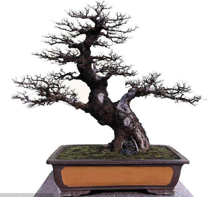 我要感谢所有波托马克盆景协会成员