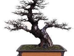 我要感谢所有波托马克盆景协会成员