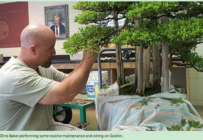 每年五月美国都举办波托马克盆景协会盆景节