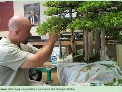 每年五月美国都举办波托马克盆景协会盆景节