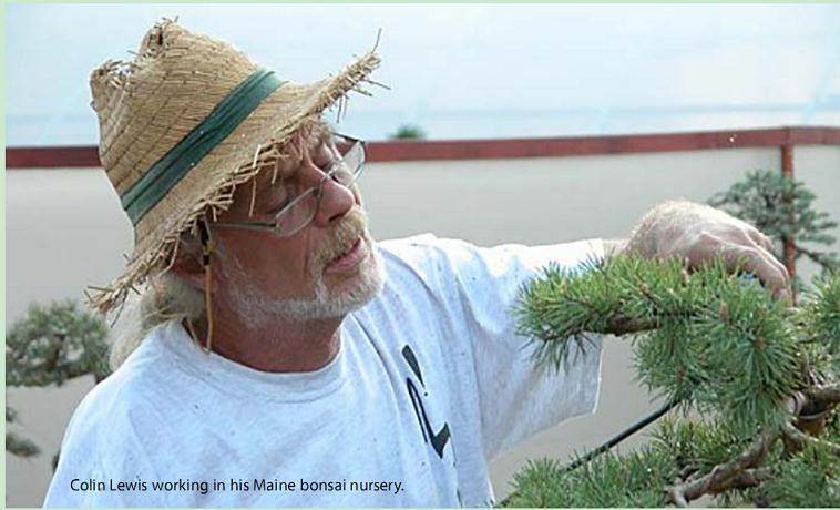 劳动节周末访问当地的波托马克盆景协会俱乐部