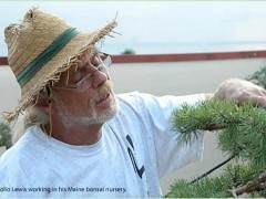 劳动节周末访问当地的波托马克盆景协会俱乐部