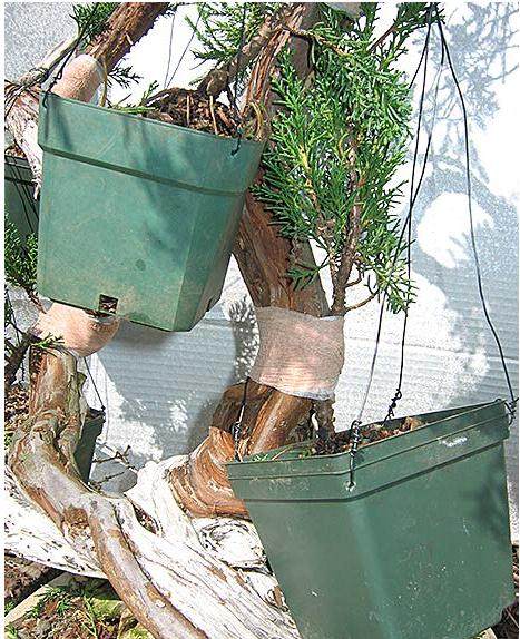 如何拉线弯曲真柏盆景的树枝?