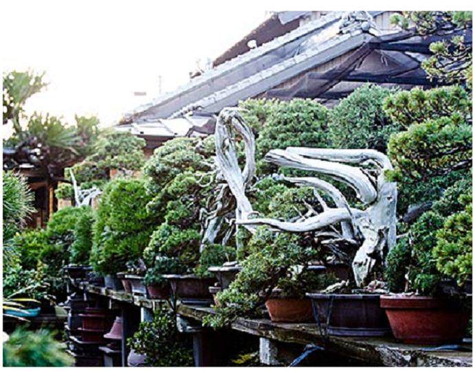 来自Aichien的盆景学徒Danny Coffey问候访谈!