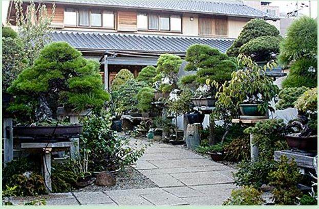 来自Aichien的盆景学徒Danny Coffey问候访谈!