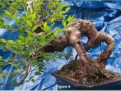 我希望我可以用这些树木制作一些漂亮的盆景