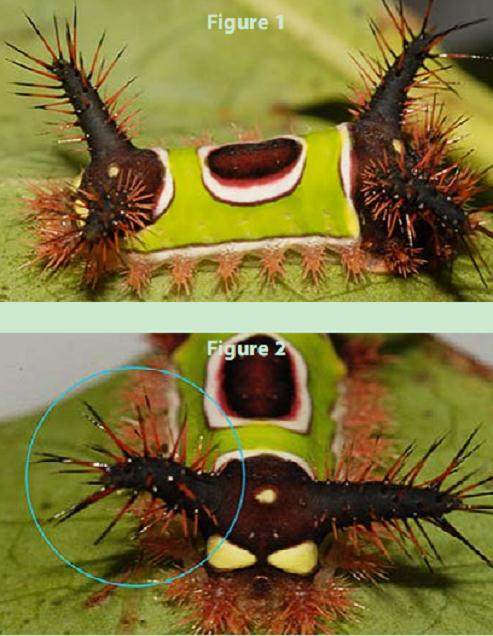 盆景树上有毛毛虫 怎么办?