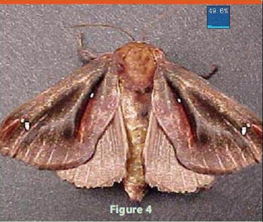 盆景树上有毛毛虫 怎么办 图片