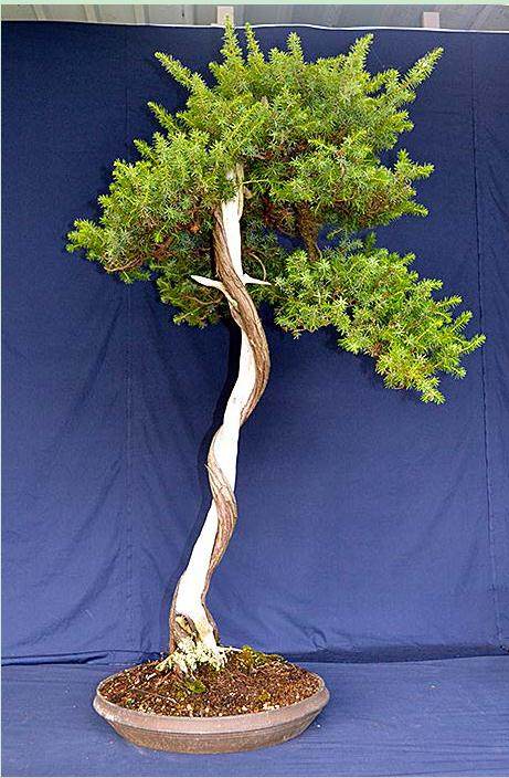 图解 刺柏盆景修剪设计的过程