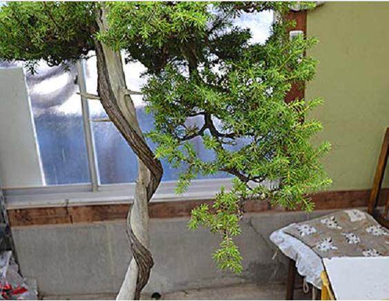 图解 刺柏盆景修剪设计的过程