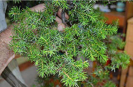 图解 刺柏盆景修剪设计的过程