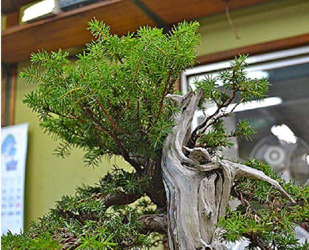 图解 刺柏盆景修剪设计的过程