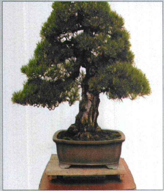 图解 木村正彦对黑松盆景的制作过程