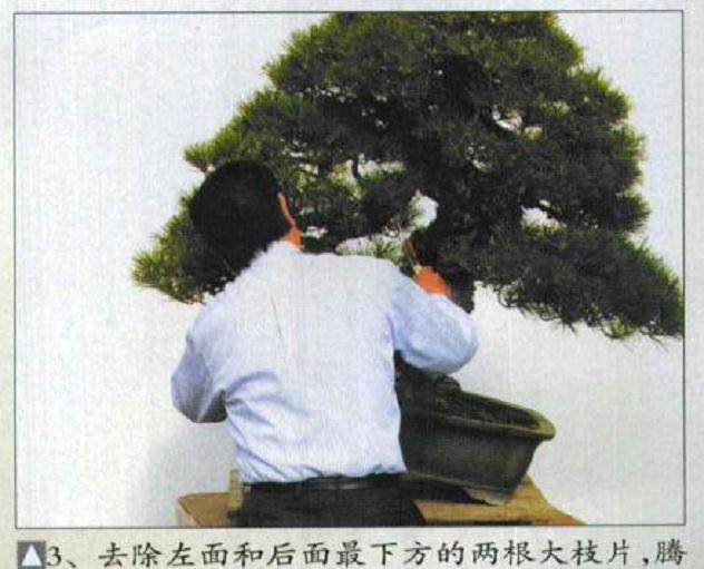 图解 木村正彦对黑松盆景的制作过程