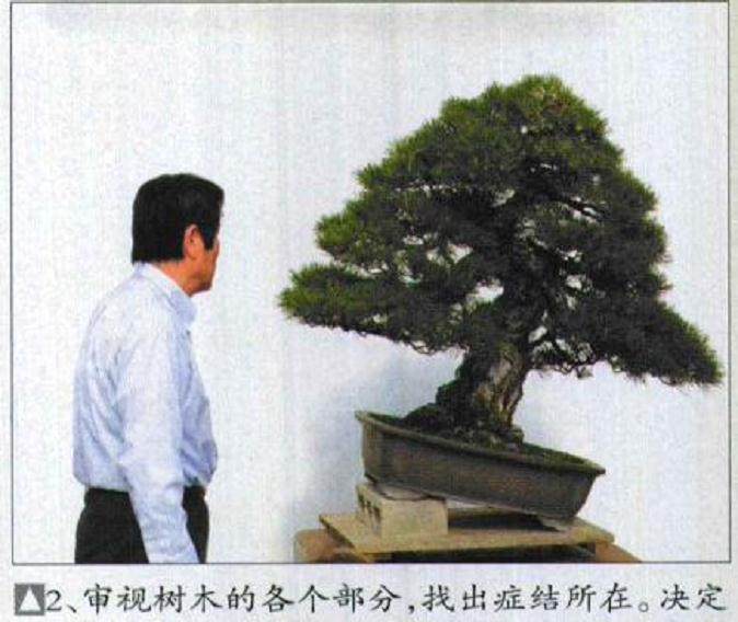 图解 木村正彦对黑松盆景的制作过程