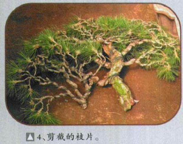 图解 木村正彦对黑松盆景的制作过程