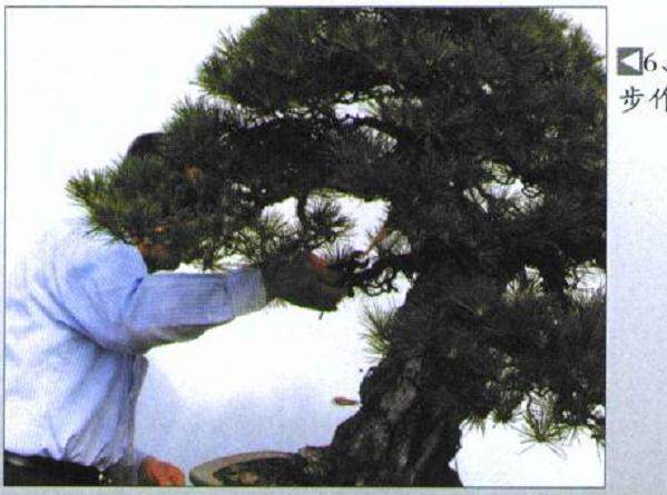 图解 木村正彦对黑松盆景的制作过程