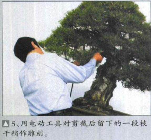 图解 木村正彦对黑松盆景的制作过程