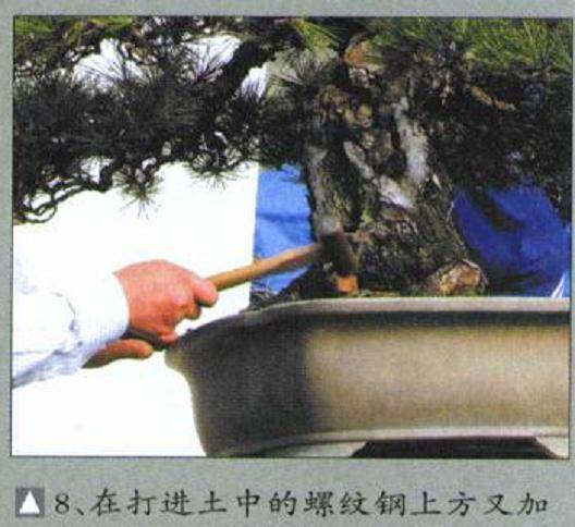 图解 木村正彦对黑松盆景的制作过程