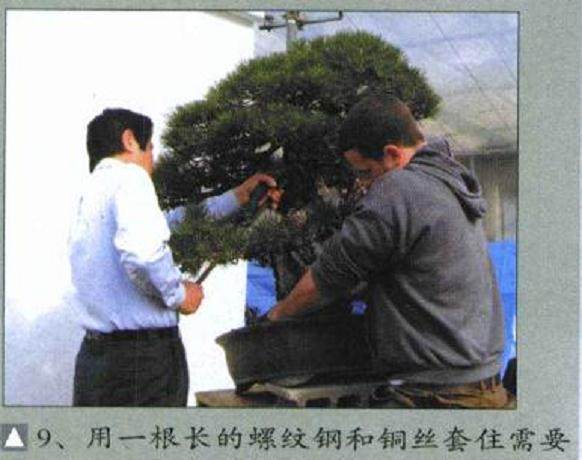 图解 木村正彦对黑松盆景的制作过程