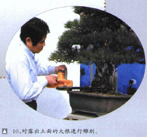 图解 木村正彦对黑松盆景的制作过程