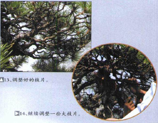 图解 木村正彦对黑松盆景的制作过程