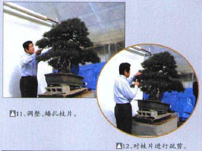 图解 木村正彦对黑松盆景的制作过程