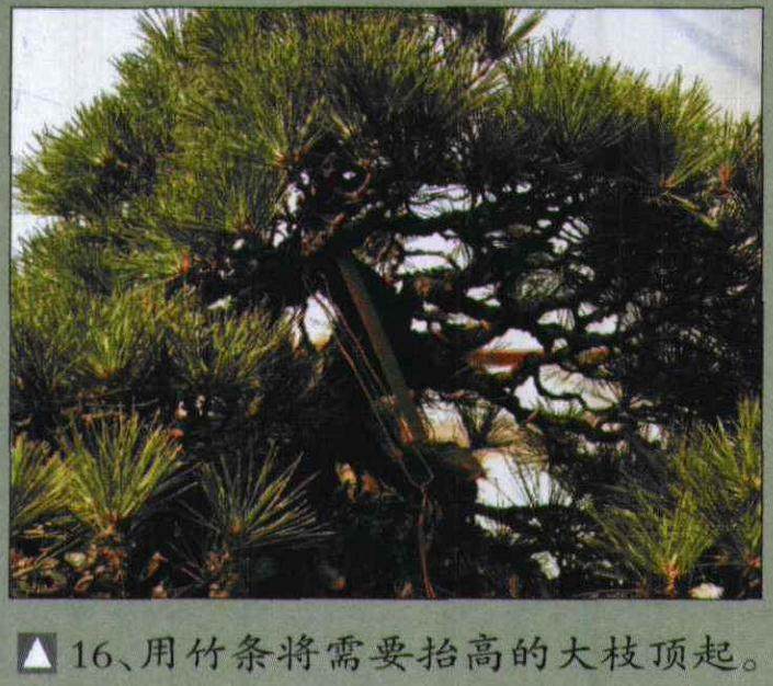 图解 木村正彦对黑松盆景的制作过程