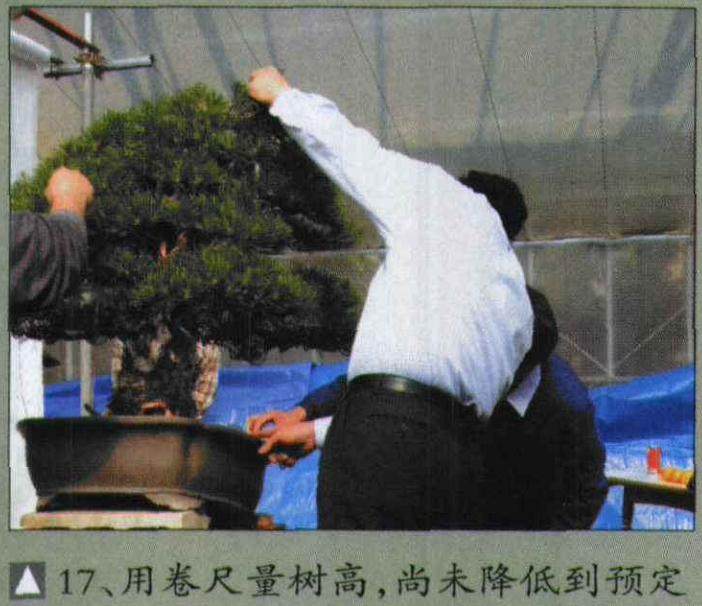 图解 木村正彦对黑松盆景的制作过程