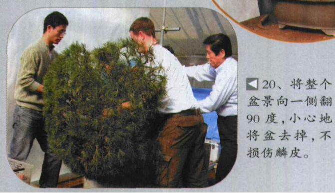 图解 木村正彦对黑松盆景的制作过程