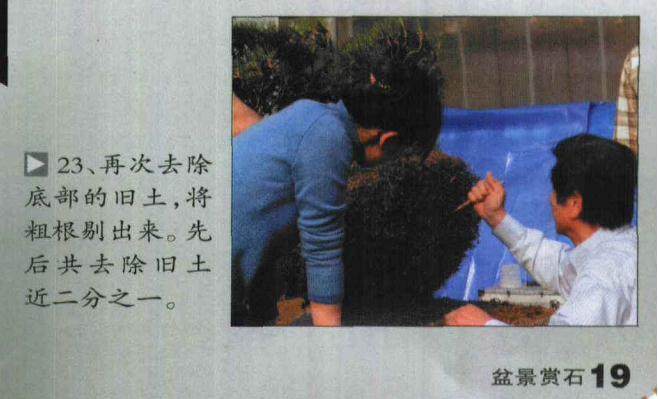 图解 木村正彦对黑松盆景的制作过程